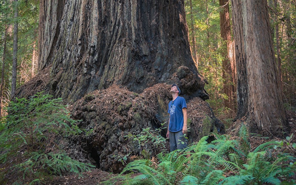 New Redwood Reserve on the Sonoma Coast InsideHook
