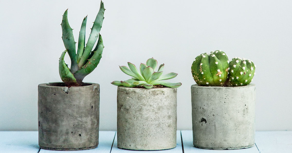 Six Plants Even You Can’t Kill InsideHook