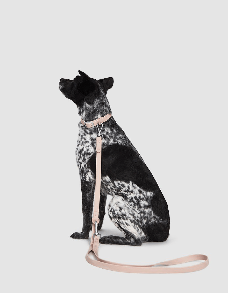 Wild One + FlexPoly Dog Leash