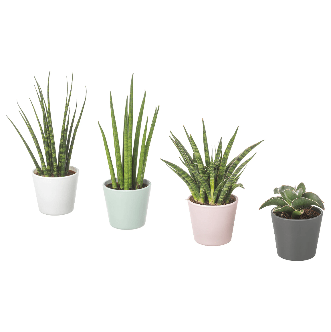 Ikea + SANSEVIERIA Plant With Pot, Snake Plant Assorted Colors