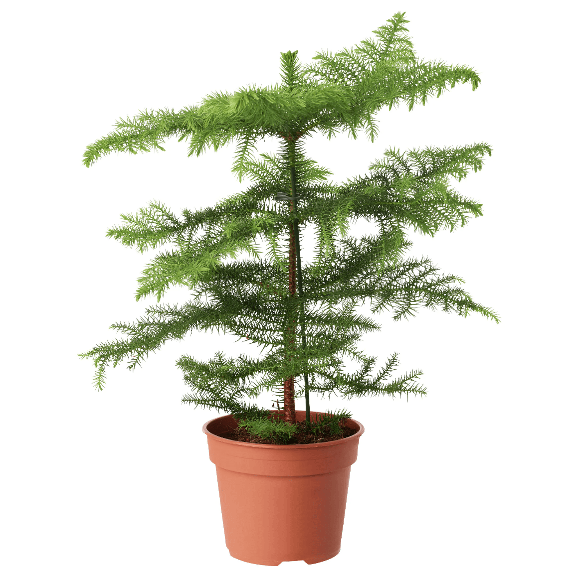 Ikea + ARAUCARIA Potted plant, Norfolk Island Pine