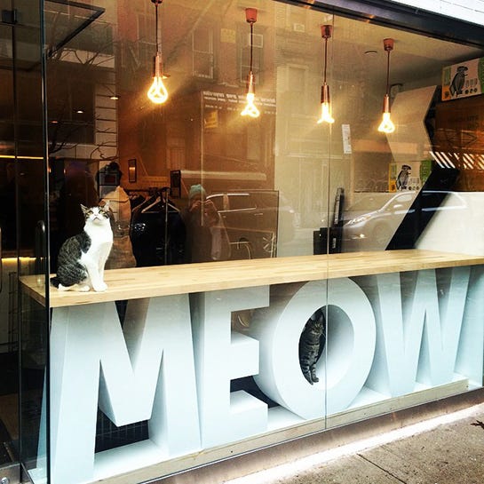 Meow Parlour NYC's First Cat Cafe