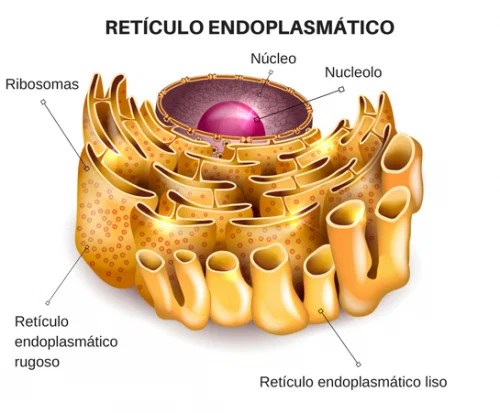 Significado de Retículo endoplasmático (Qué es, Concepto y Definición