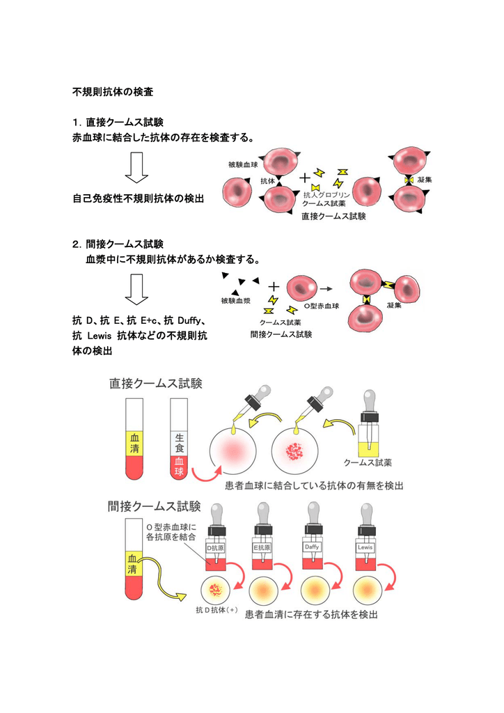 Images of クームス試験 JapaneseClass.jp