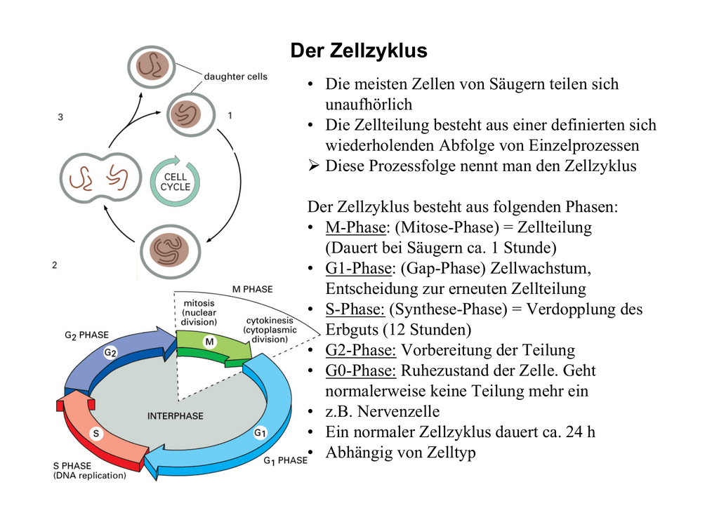 Phasen Der Zellteilung Meiose Weddingpics