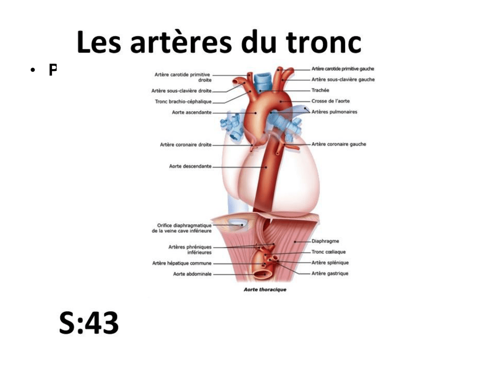 Physiologie La Fonction Circulatoire Partie 2