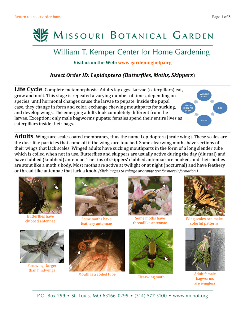 Insect Order Id Lepidoptera Butterflies Moths Skippers