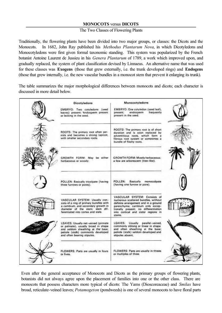 Comparing Monocots And Dicots Worksheet / Comparing Monocots And Dicots
