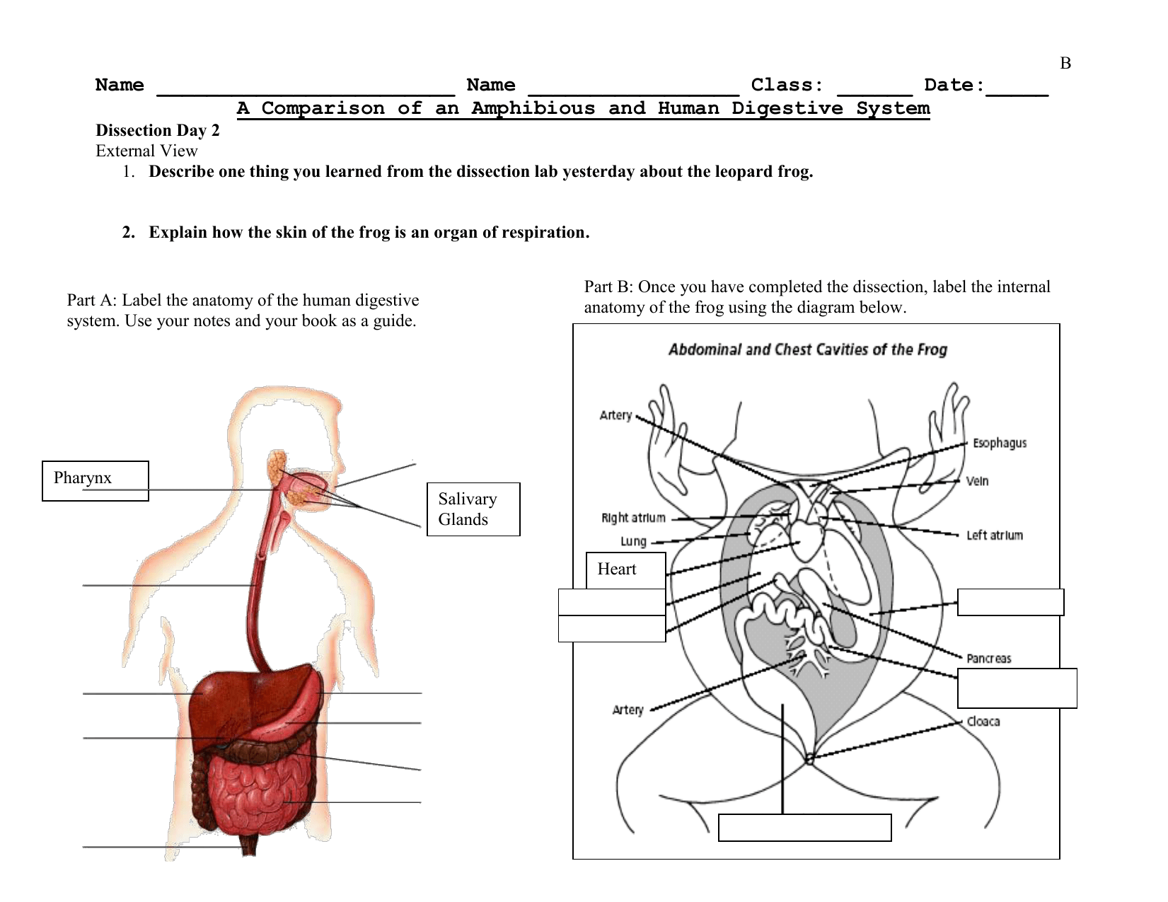 Digestive System Human Vs Frogs Venn Diagram