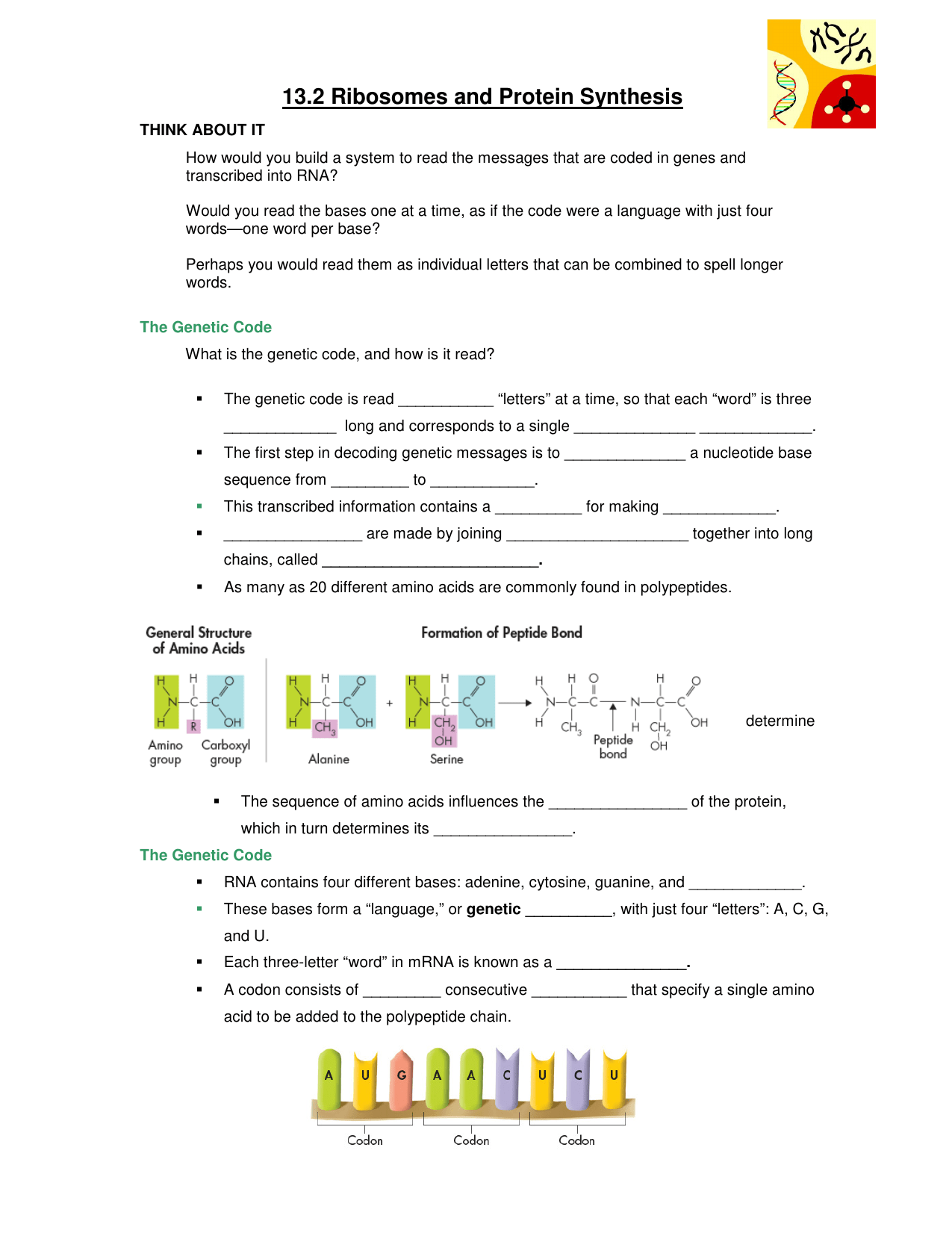 132 Ribosomes And Protein Synthesis Assessment ProteinWalls