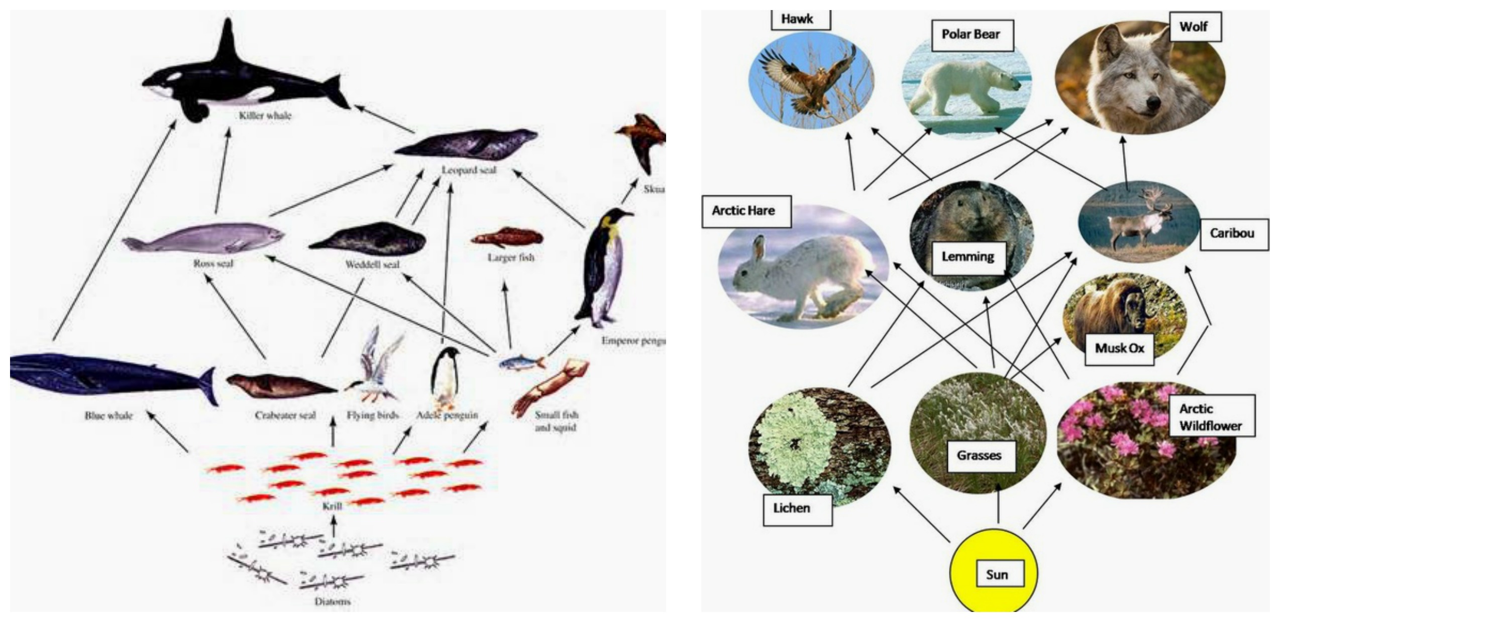 Emperor Penguin Food Chain