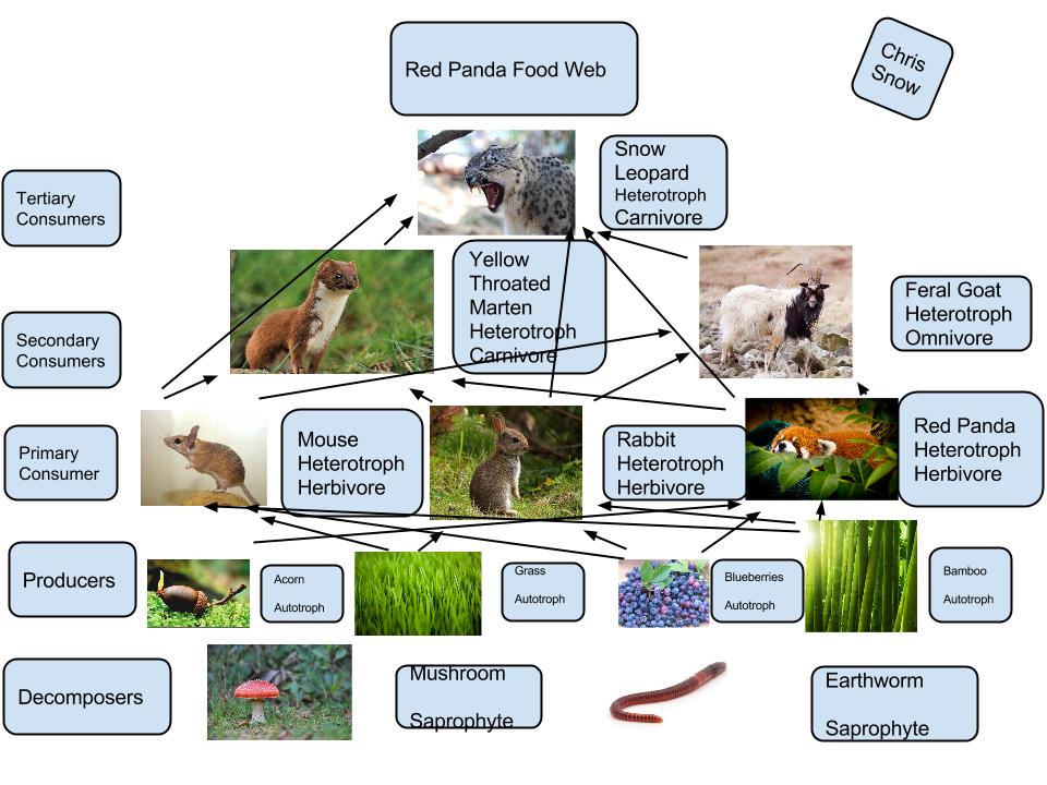 Panda Food Web Food Ideas