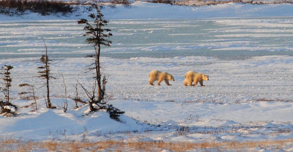 Grizzly Bear Biotic Factors