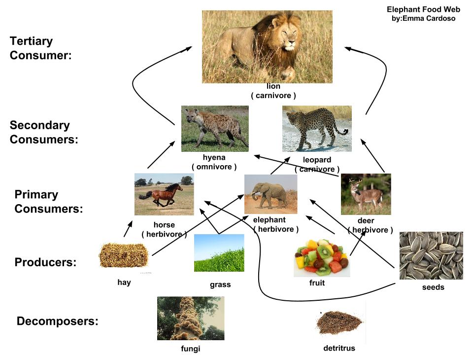 Simple South African Food Chain Food chain desert Science, Biology