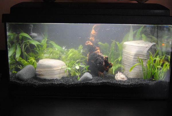 Kahmhaut oder doch was Anderes? Aquarium Forum