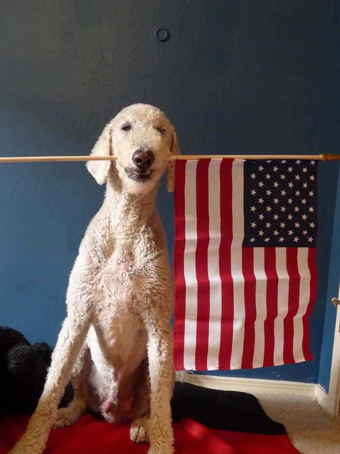 Pudel im Fußballfieber Pudelforum.de