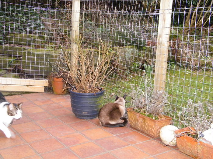 Gesicherter Freigang.... nur wie? Katzen Forum