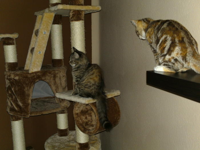 Erfahrungen mit IKEARegalen für Catwalk Seite 7