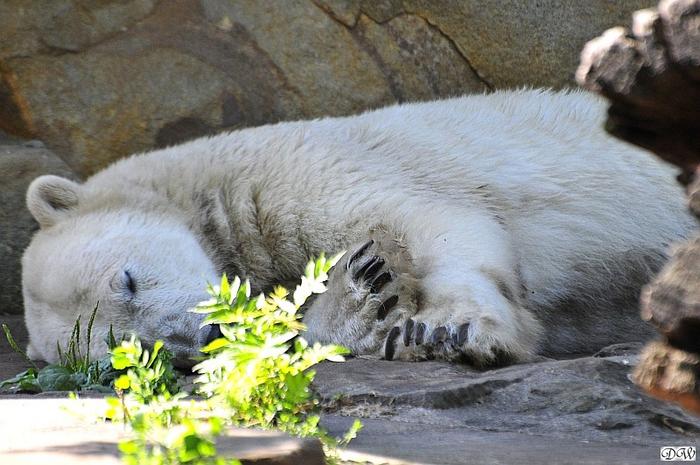 Wanted A polar bear lady at suitable age