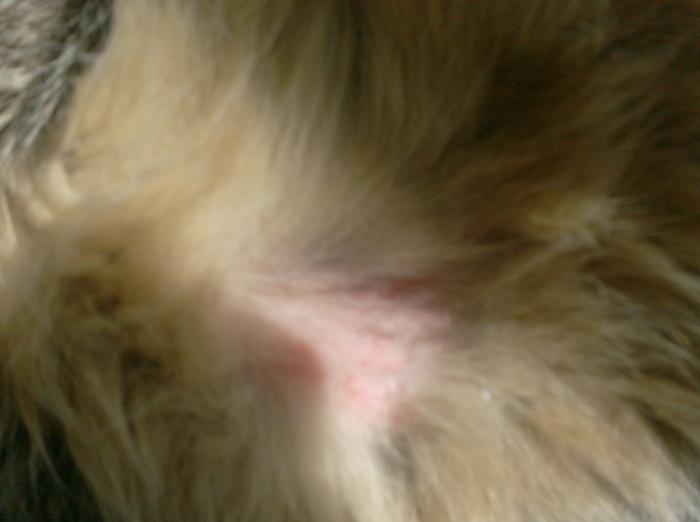 Ausschlag?Ekzem? Katzen Forum
