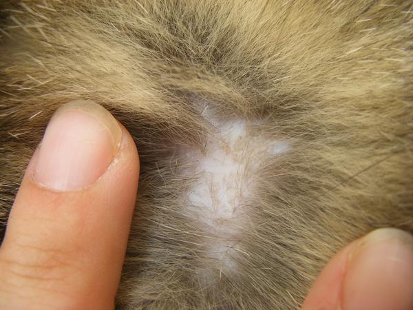 Kahle Stelle entdeckt, kennt das jemand? Katzen Forum