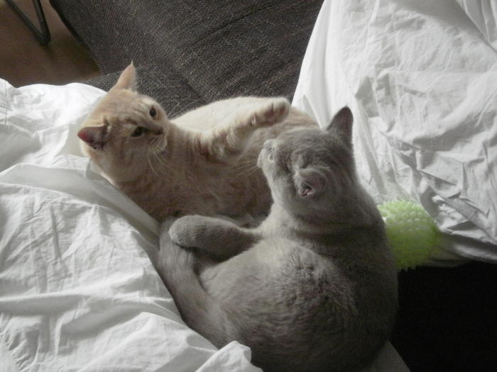 Blut im Kot Katzen Forum