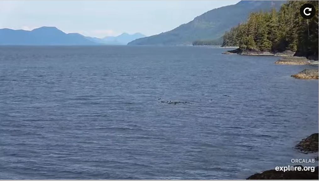 Visit webcam Hanson Island Colombie Britannique Canada