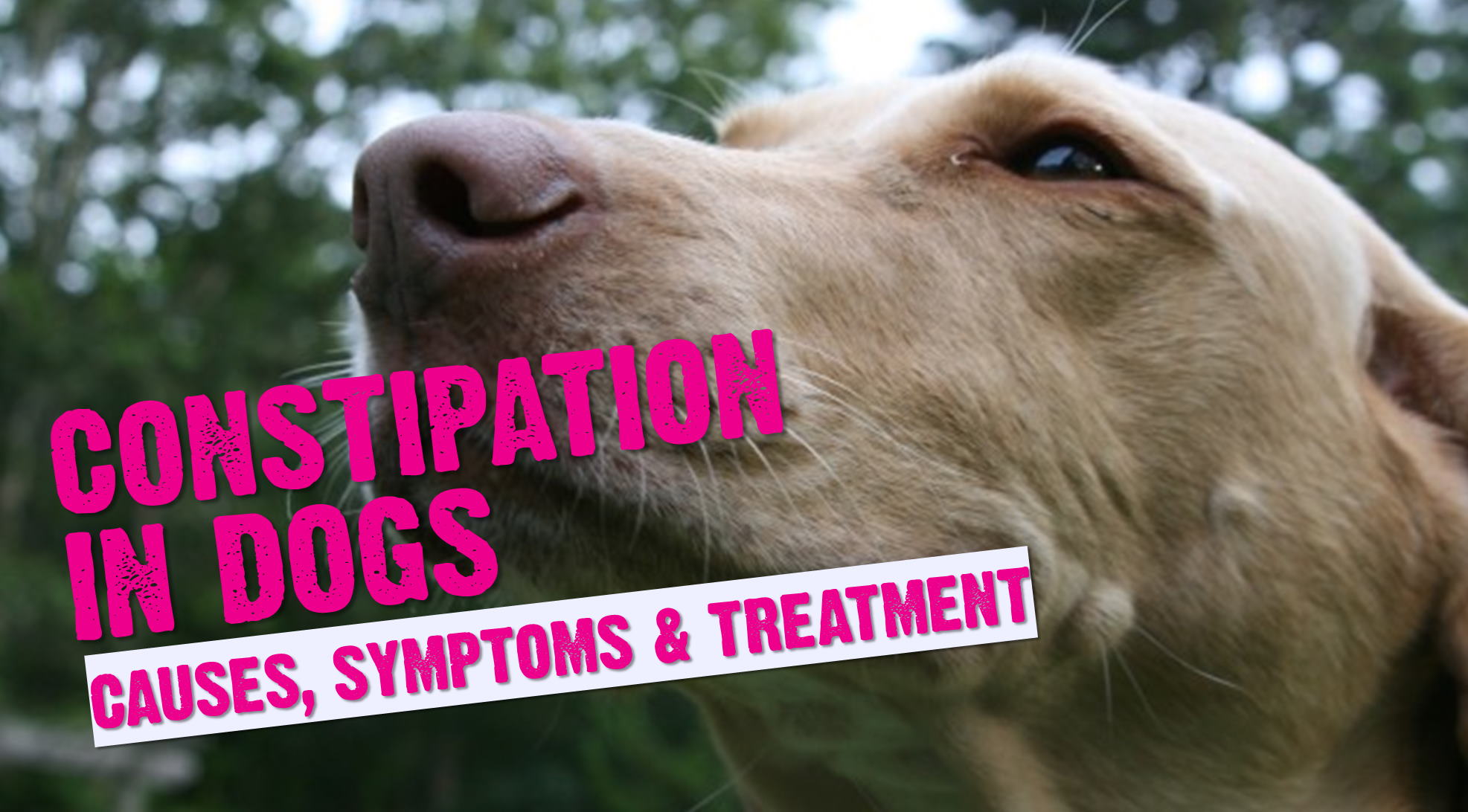 Constipation In Dogs Causes, Symptoms & Treatment