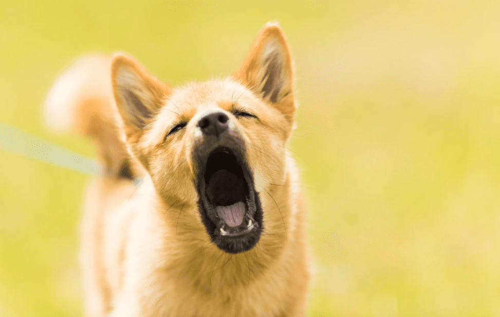 Why Do Dogs Bark? 10 Dog Barks Translated