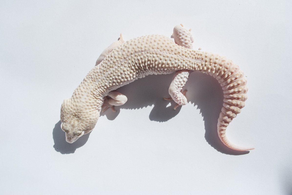 Leopard Gecko hatchling ID help Reptile Forums