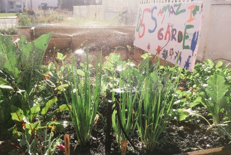 Classroom Gardening Ideas, Lessons, Tips, and Tricks WeAreTeachers