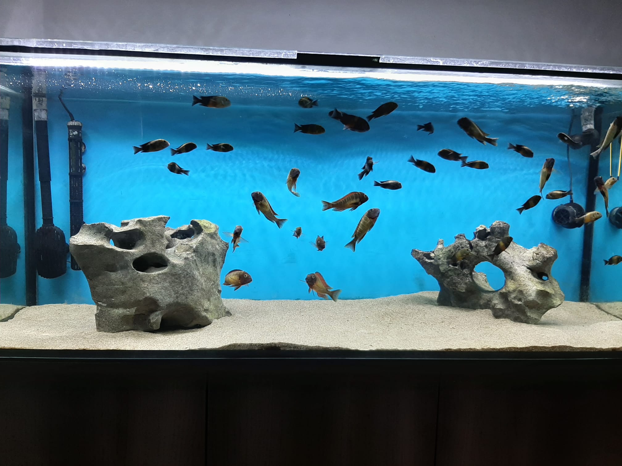 Alles für die Fisch PULVERDAMPF