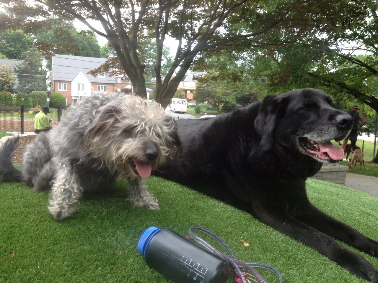 Ellsworth Urban Dog Park Opens in Silver Spring (PHOTOS