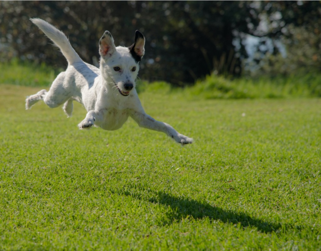 Pop Up Dog Park Comes to Elm Street Urban Park