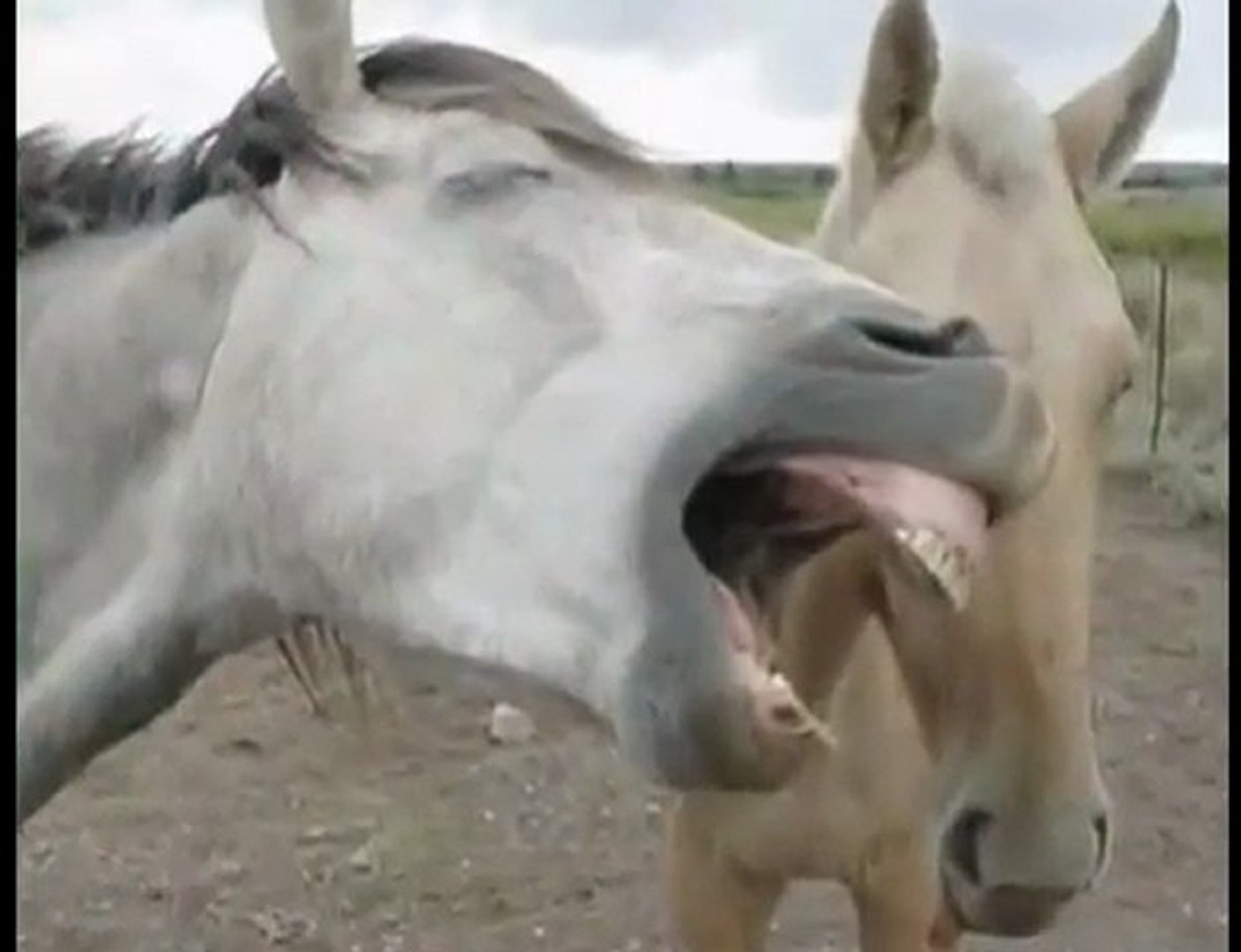 Das Tierisch Lustige Geburtstagslied! - Video Dailymotion 1080_x_1408_jpg
