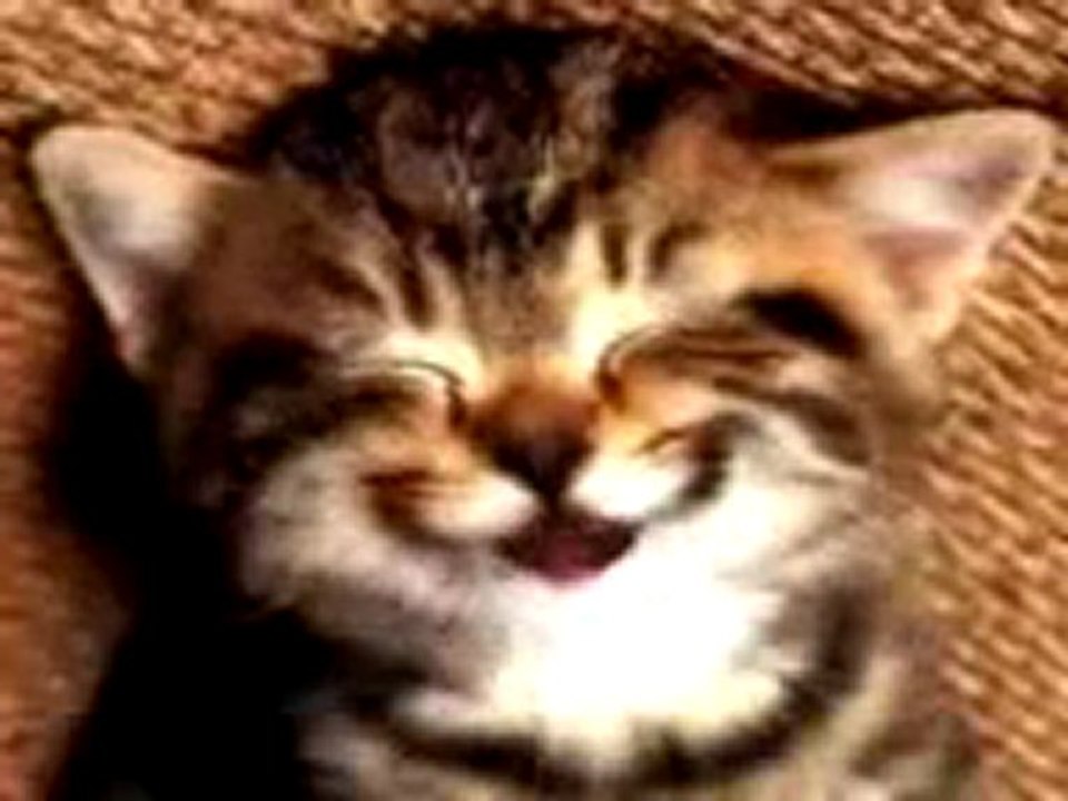 chat chante joyeux anniversaire Vidéo Dailymotion