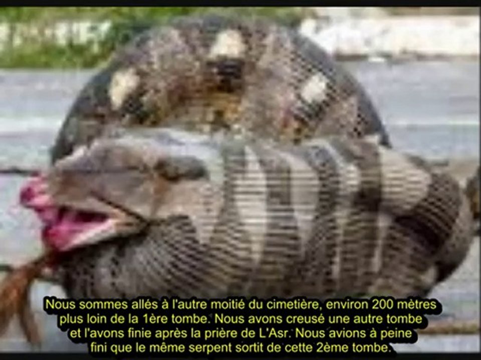 UN SERPENT DANS LA TOMBE ! Vidéo Dailymotion