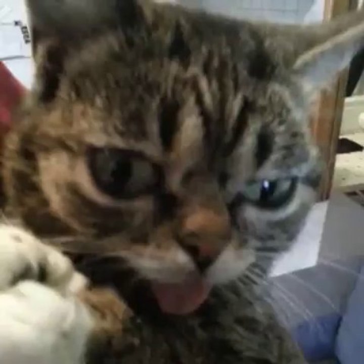 Le petit chat qui tire la langue!! Vidéo Dailymotion