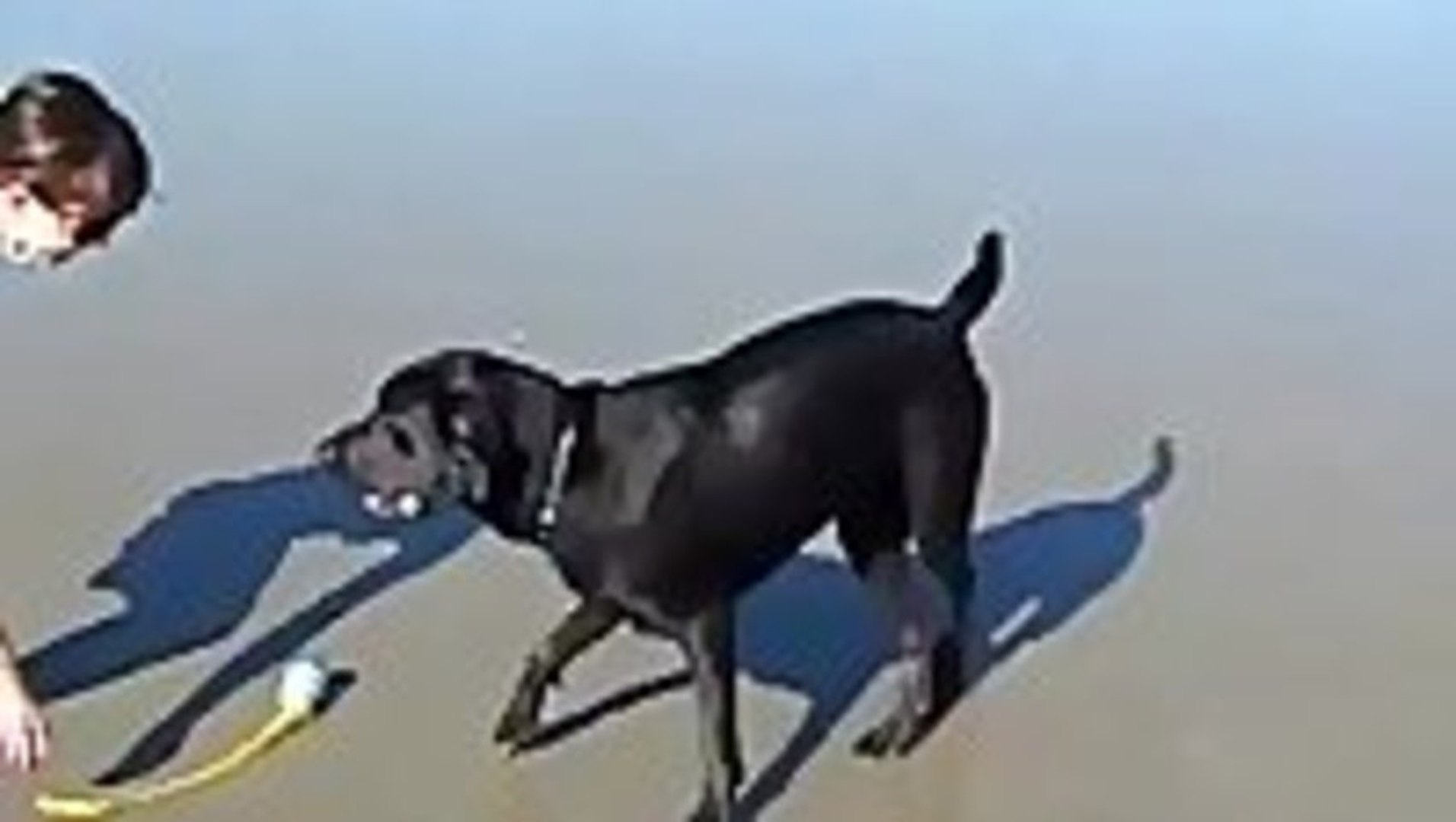 Can I Squirt My Dog With Water