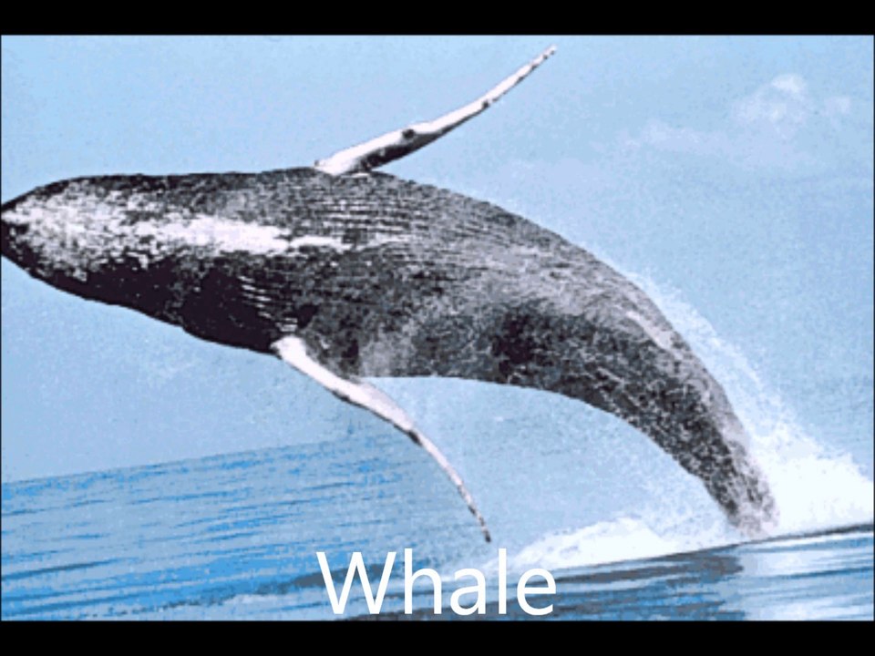 Water Animals for Kids video Dailymotion