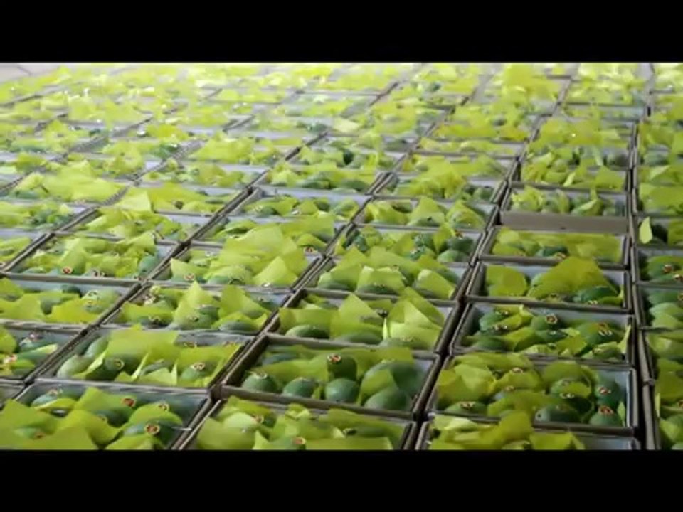 Mango Hot Water treatment video Dailymotion
