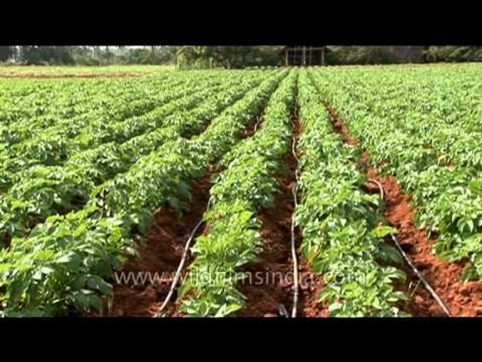 Potato agricultural farm in Karnataka video Dailymotion
