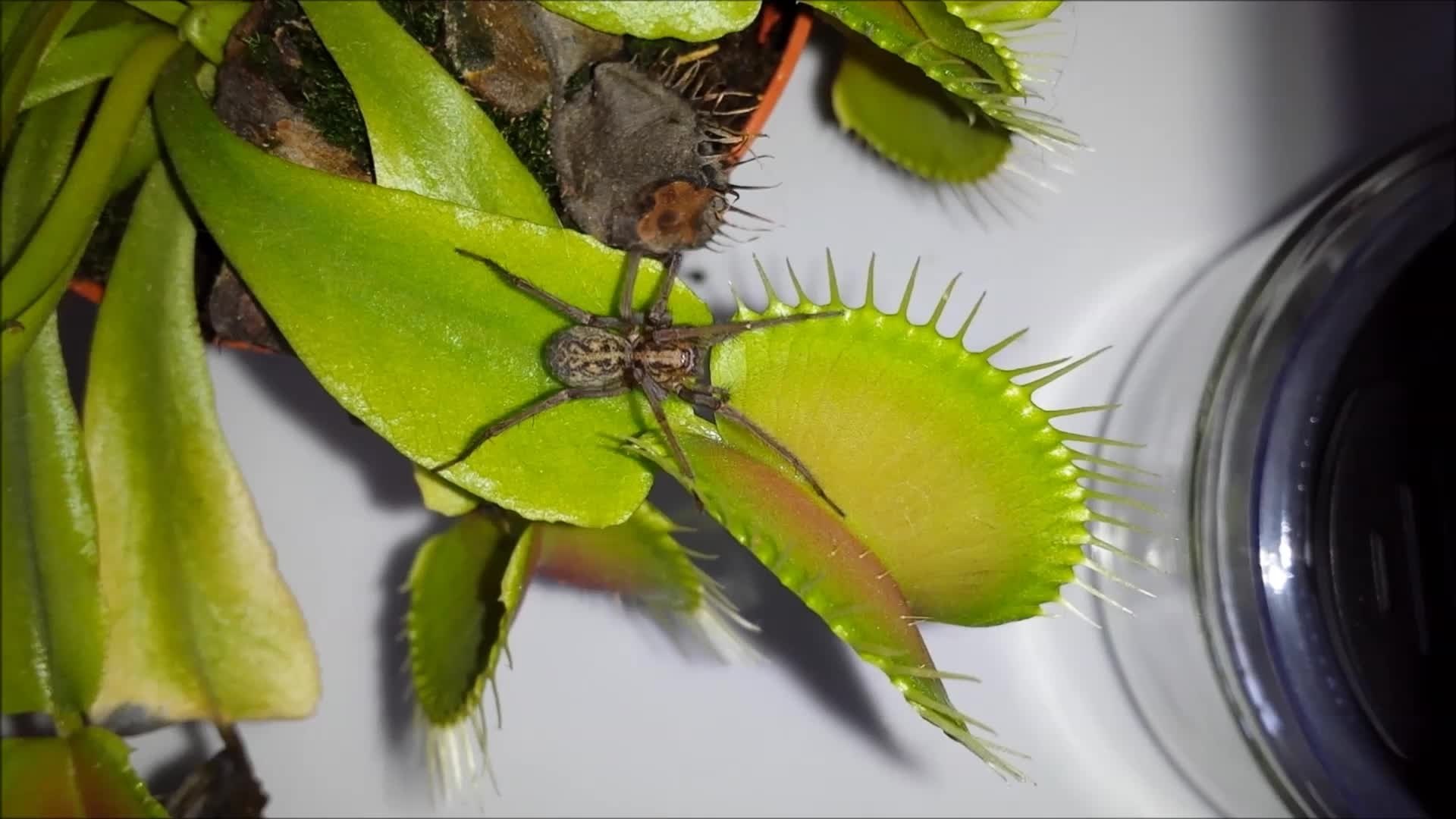 Venus Flytrap Eating A Spider