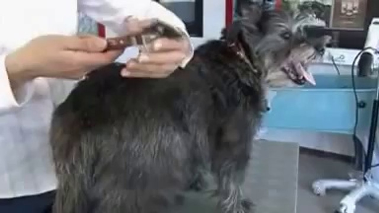 Stripping Dog Hair video Dailymotion