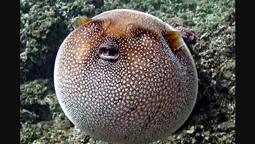 The Top 100 Weirdest Creatures On Earth Weird creatures,.