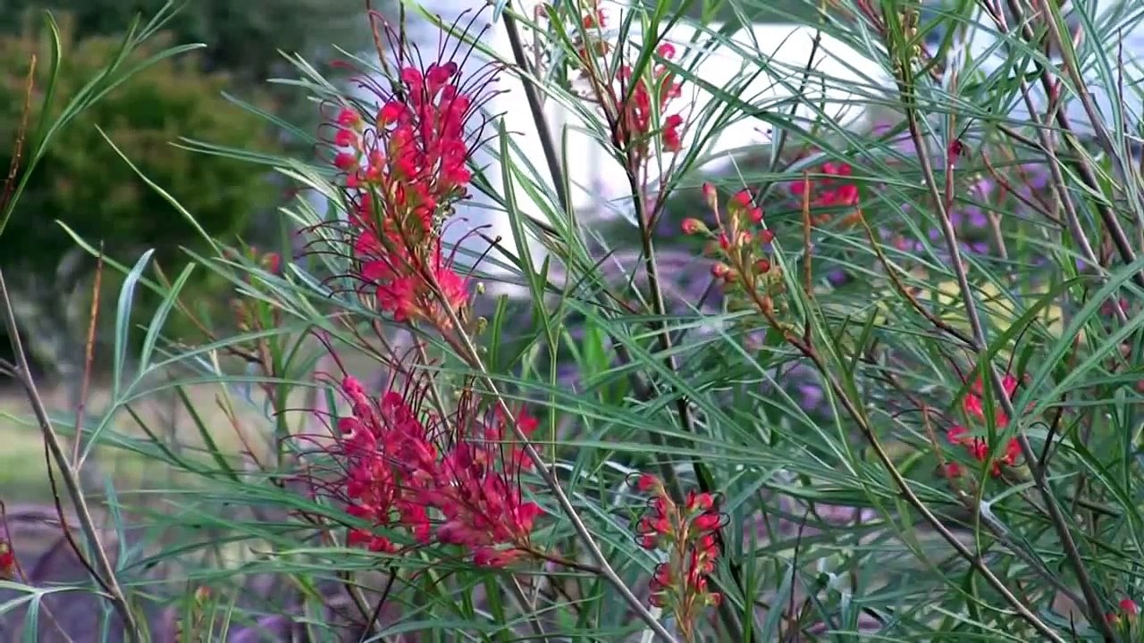 How to Prune Grevilleas Australian Native Plants Pruning Grevilleas