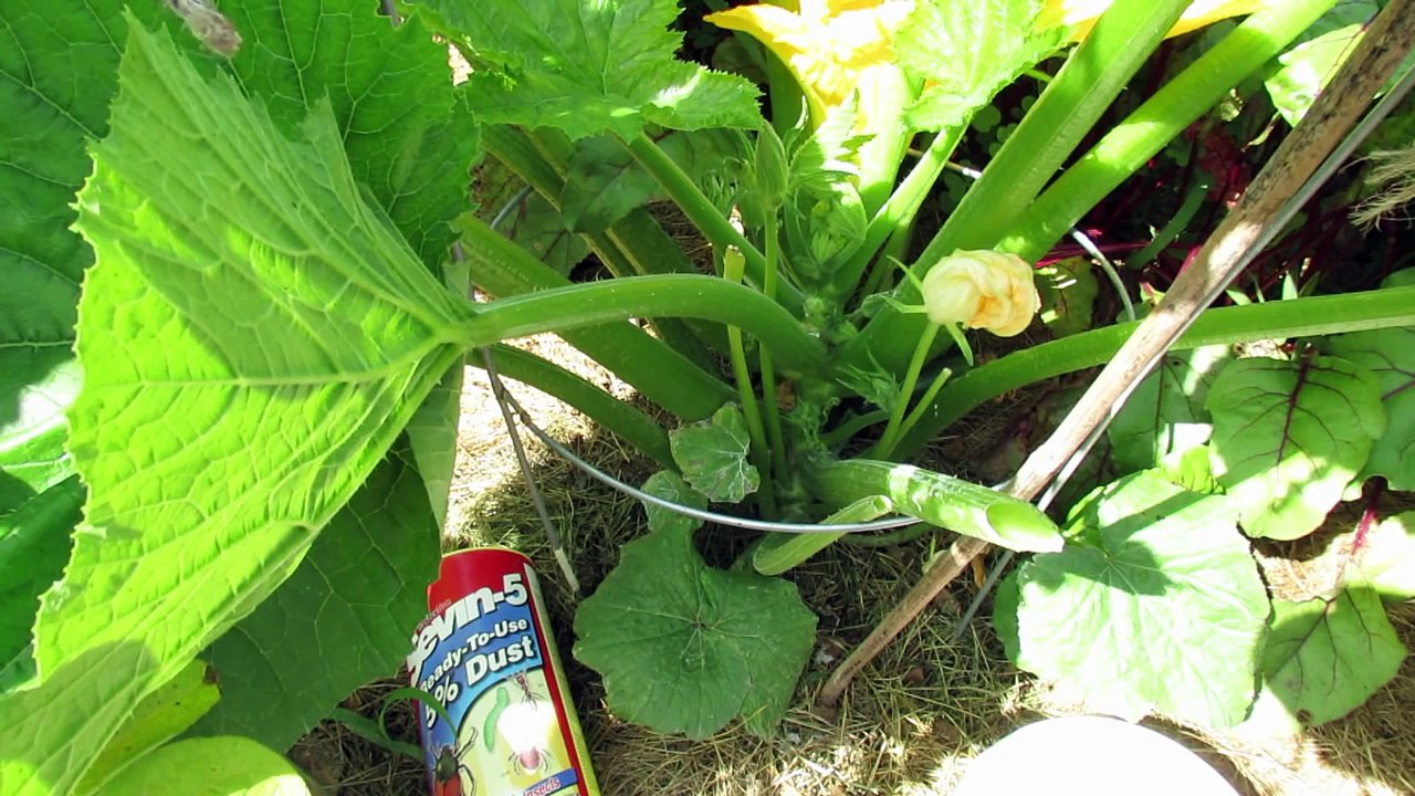 Creative Sevin Dust And Squash Bugs 2023