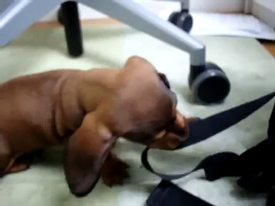 UNGLAUBLICH!Hugo der süßeste Hund der Welt in Aktion ! video Dailymotion