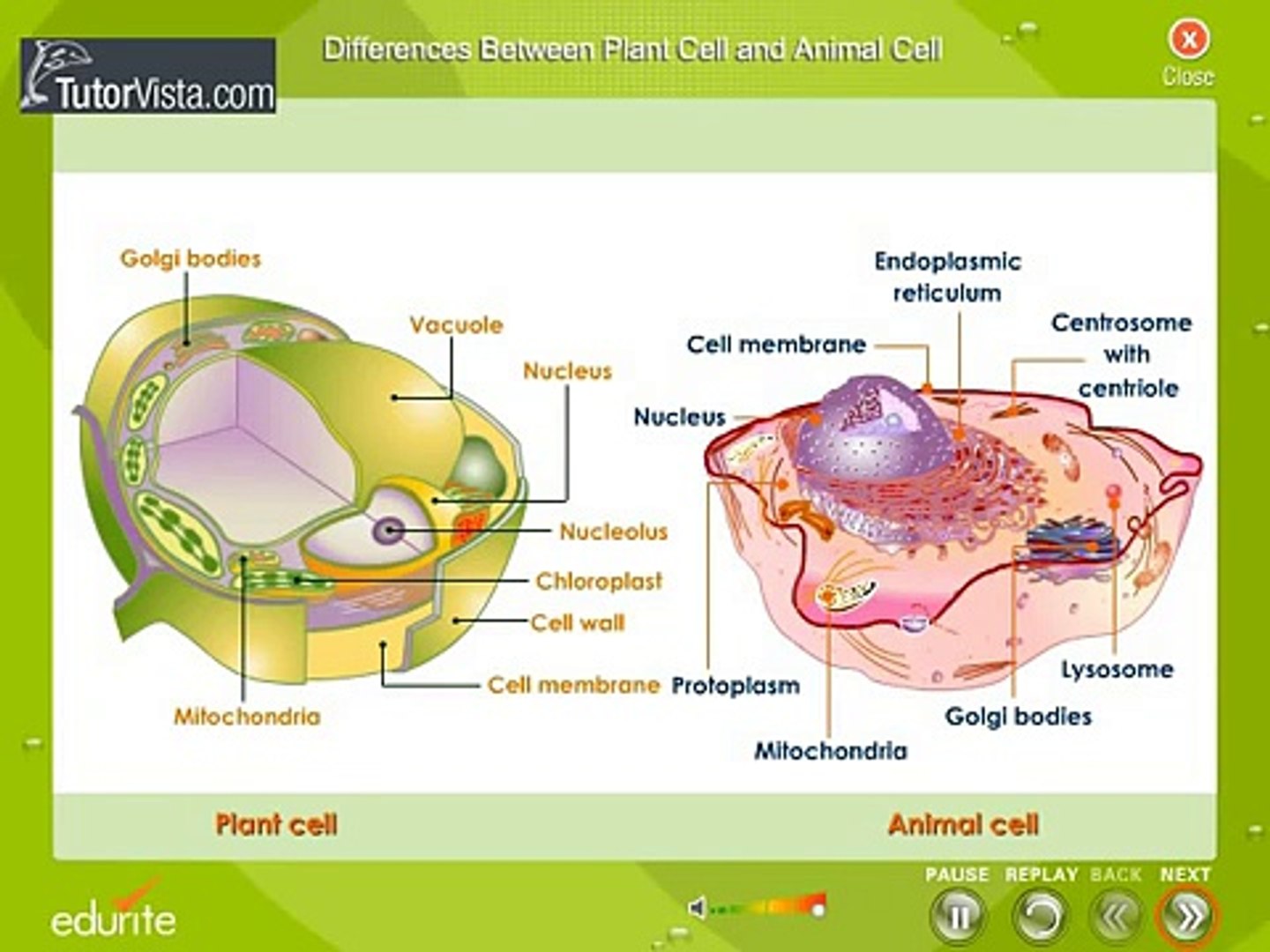 Plant Vs Animal Cell Difference Between Plant Cell And