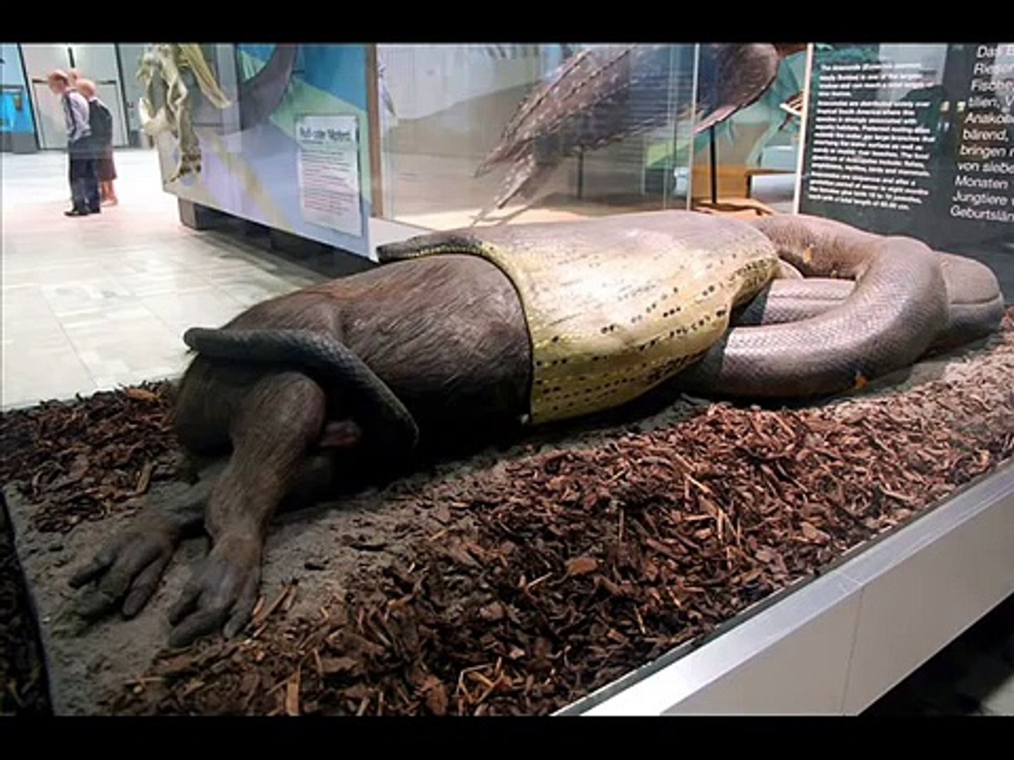 Real Giant Snake